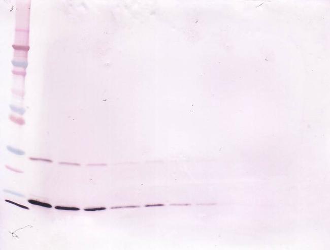 IFN gamma Antibody in Western Blot (WB)