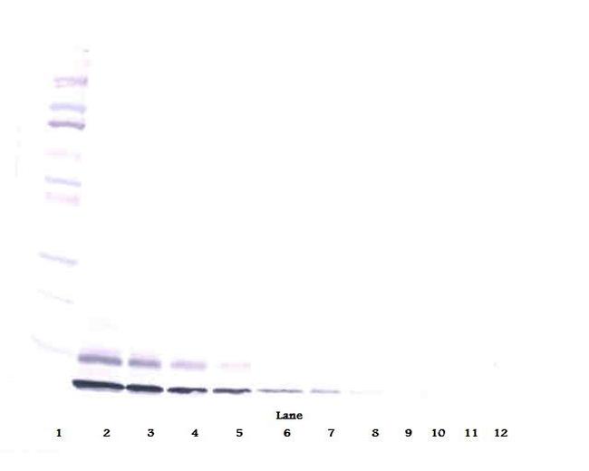 IGF2 Antibody in Western Blot (WB)