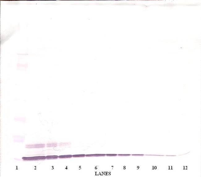 CXCL6 Antibody in Western Blot (WB)