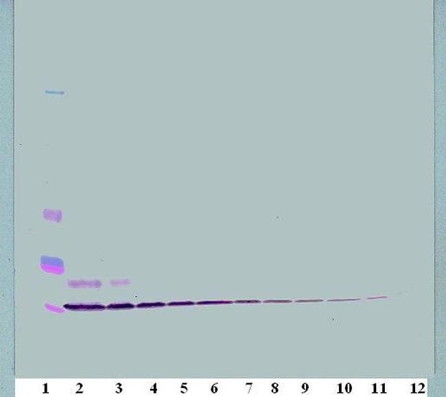 CCL3 Antibody in Western Blot (WB)