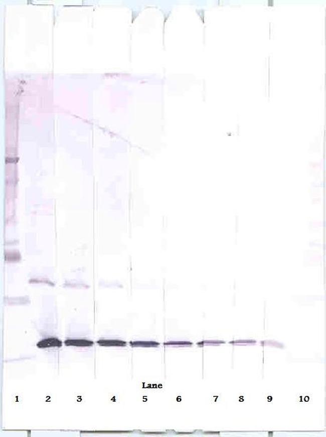 CCL3 Antibody in Western Blot (WB)