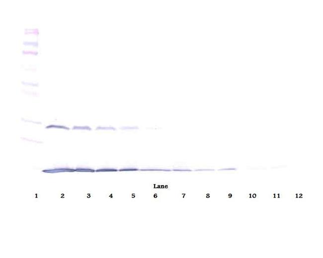 IFN gamma Antibody in Western Blot (WB)