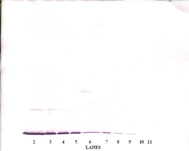 IFN gamma Antibody in Western Blot (WB)