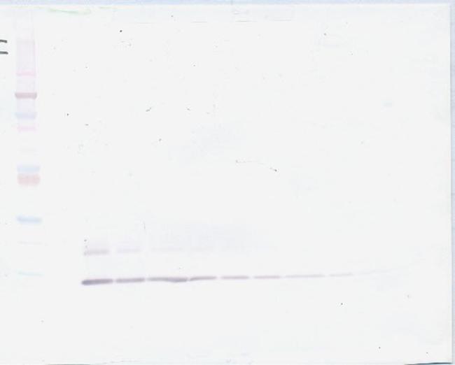 MIP-1 delta Antibody in Western Blot (WB)