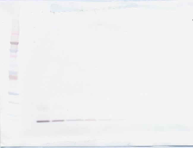 MIP-1 delta Antibody in Western Blot (WB)