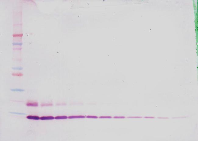 MIP-1 delta Antibody in Western Blot (WB)