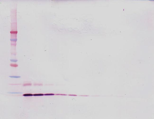 MIP-1 delta Antibody in Western Blot (WB)