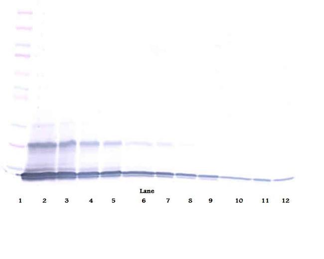 CCL23 Antibody in Western Blot (WB)