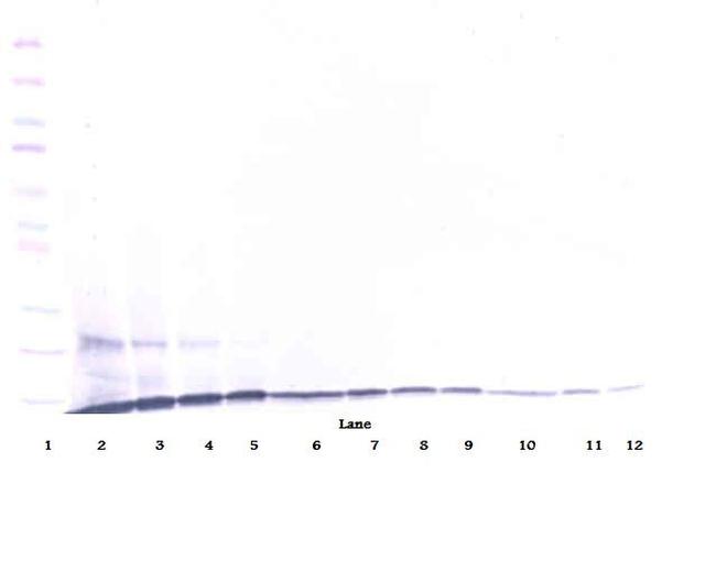 CCL23 Antibody in Western Blot (WB)