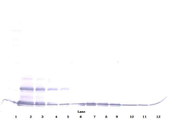 CCL16 Antibody in Western Blot (WB)