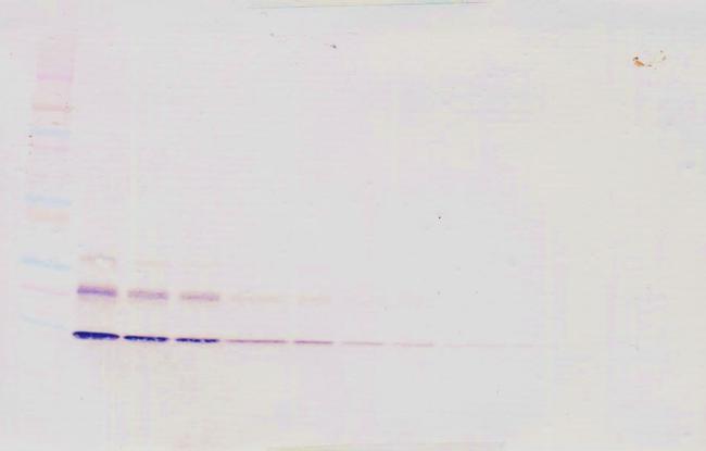 CCL16 Antibody in Western Blot (WB)