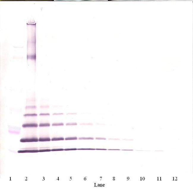 MCP-2 Antibody in Western Blot (WB)