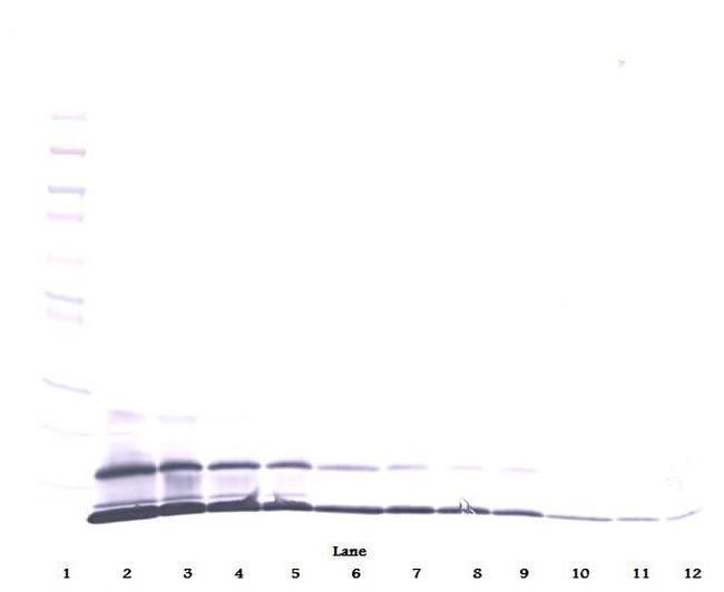 MCP-2 Antibody in Western Blot (WB)