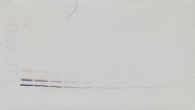 MCP-2 Antibody in Western Blot (WB)