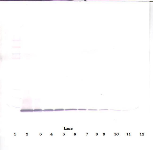 CXCL10 Antibody in Western Blot (WB)