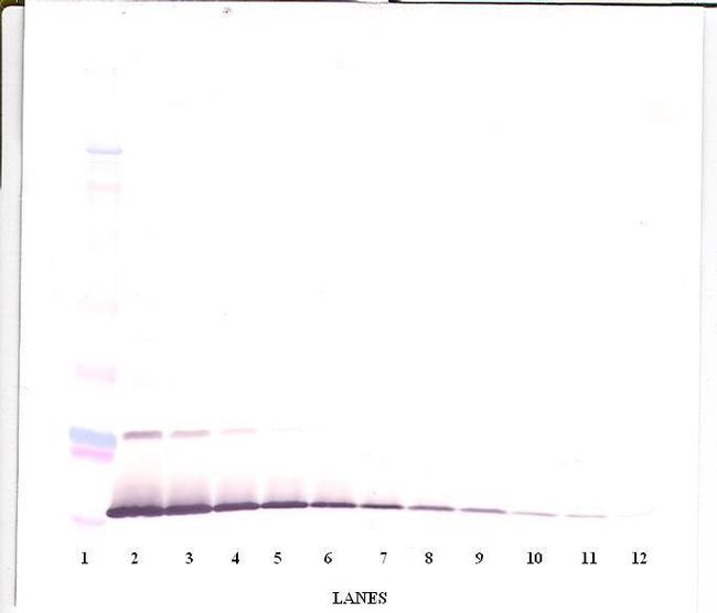 IL-13 Antibody in Western Blot (WB)