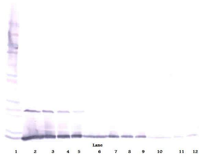 IL-13 Antibody in Western Blot (WB)