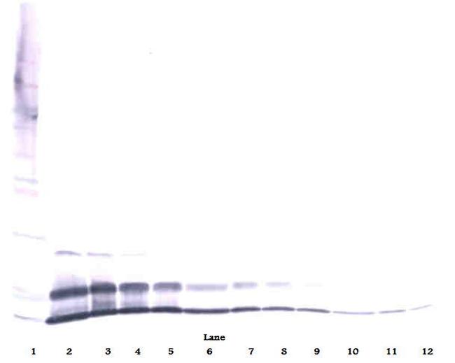 CXCL2 Antibody in Western Blot (WB)