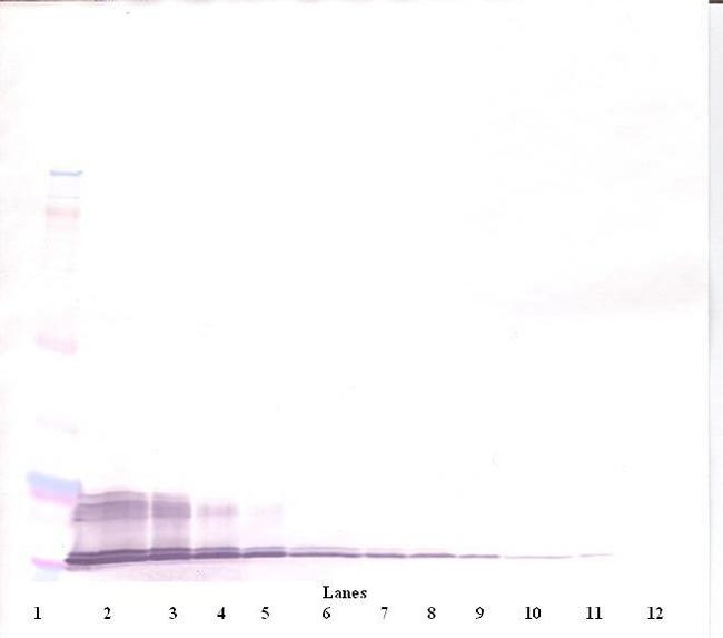 CXCL11 Antibody in Western Blot (WB)