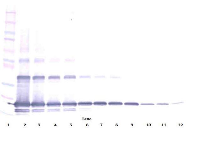 RANKL (soluble) Antibody in Western Blot (WB)