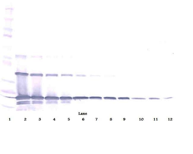 RANKL (soluble) Antibody in Western Blot (WB)