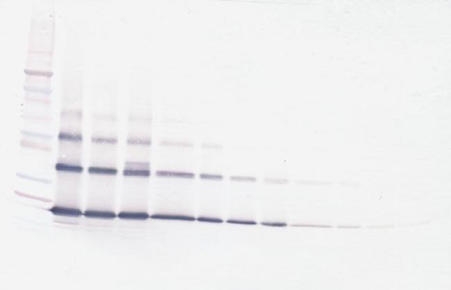 RANKL (soluble) Antibody in Western Blot (WB)