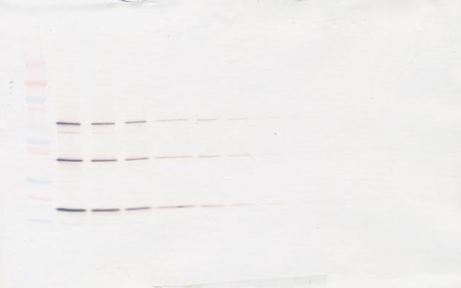 TRAIL (soluble) Antibody in Western Blot (WB)