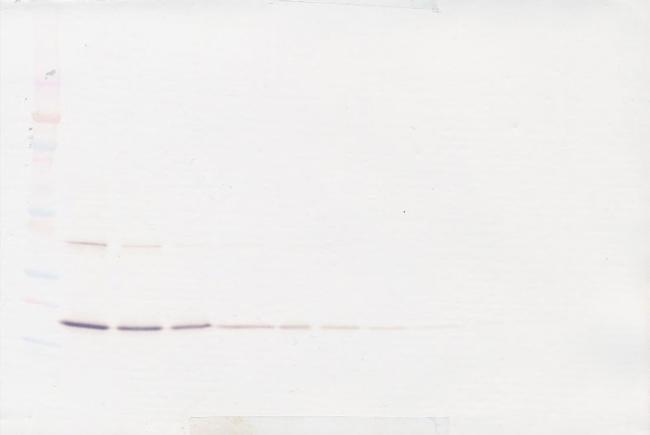 TRAIL (soluble) Antibody in Western Blot (WB)