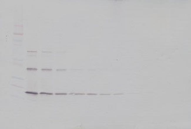 TRAIL (soluble) Antibody in Western Blot (WB)