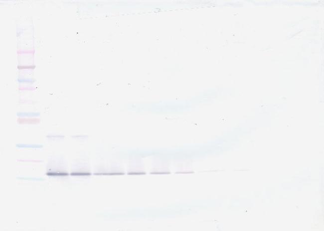 TWEAK Antibody in Western Blot (WB)