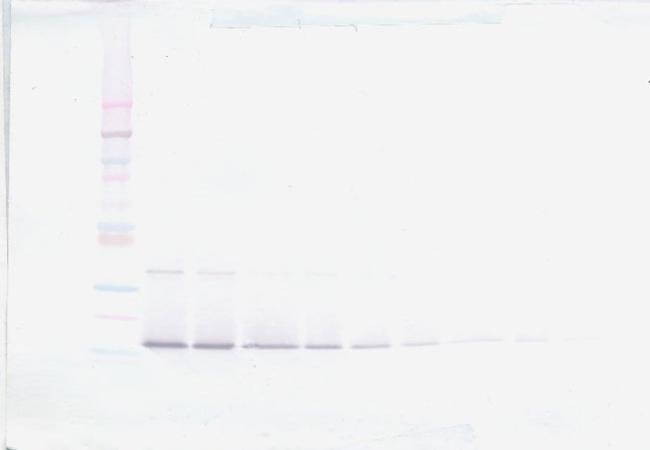 TWEAK Antibody in Western Blot (WB)