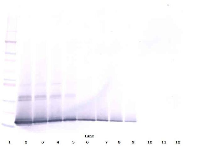 TWEAK Antibody in Western Blot (WB)