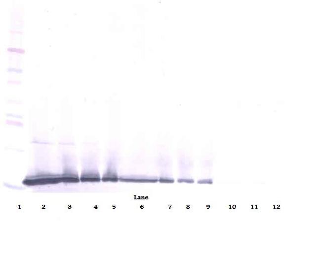 TWEAK Antibody in Western Blot (WB)