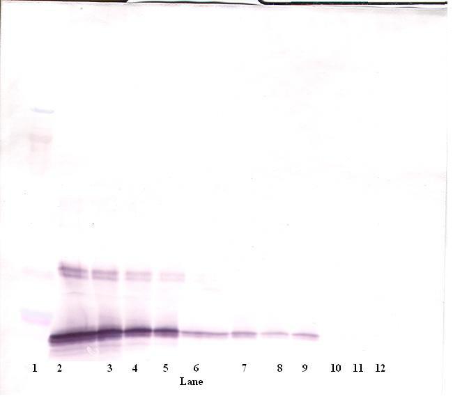 IL-10 Antibody in Western Blot (WB)