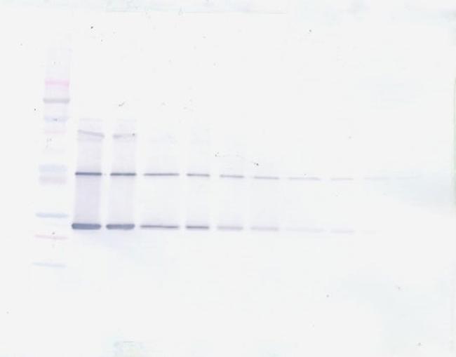 CNTF Antibody in Western Blot (WB)