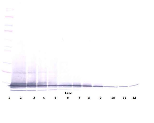 CXCL13 Antibody in Western Blot (WB)