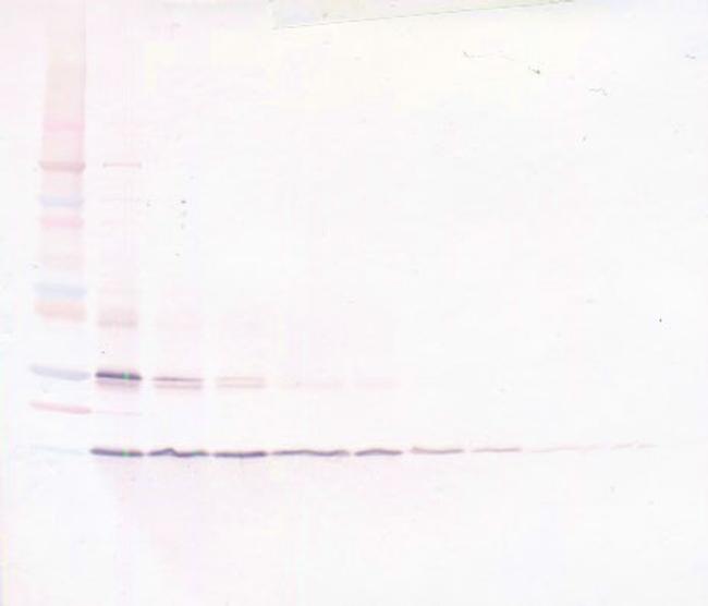 CD154 (CD40 Ligand) (soluble) Antibody in Western Blot (WB)