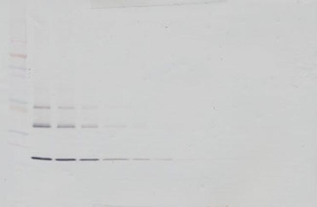 RANK (soluble) Antibody in Western Blot (WB)