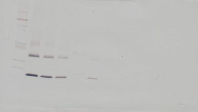 RANK (soluble) Antibody in Western Blot (WB)