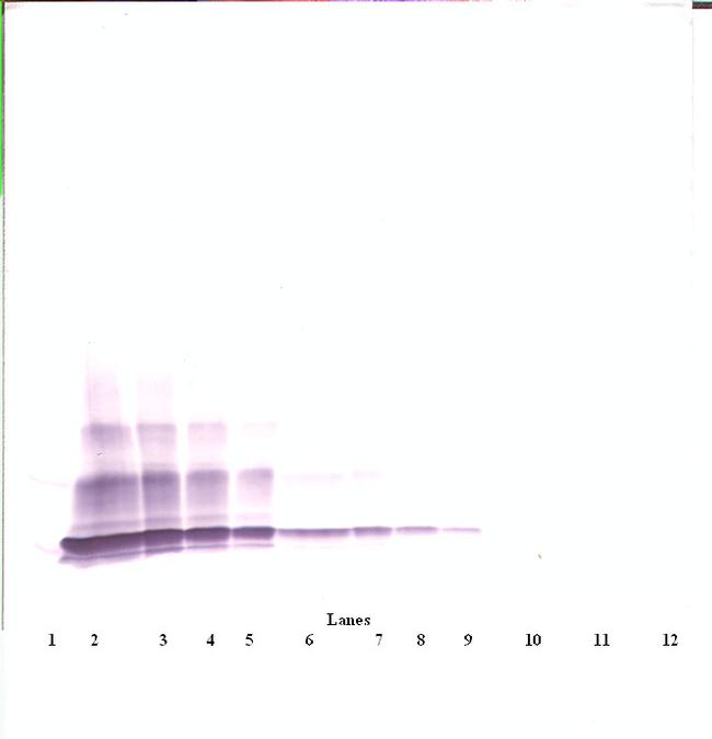 CXCL6 Antibody in Western Blot (WB)