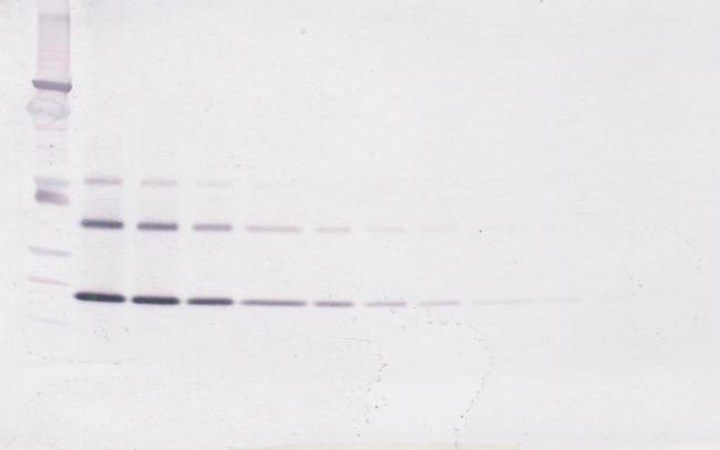 TNFRSF11B Antibody in Western Blot (WB)