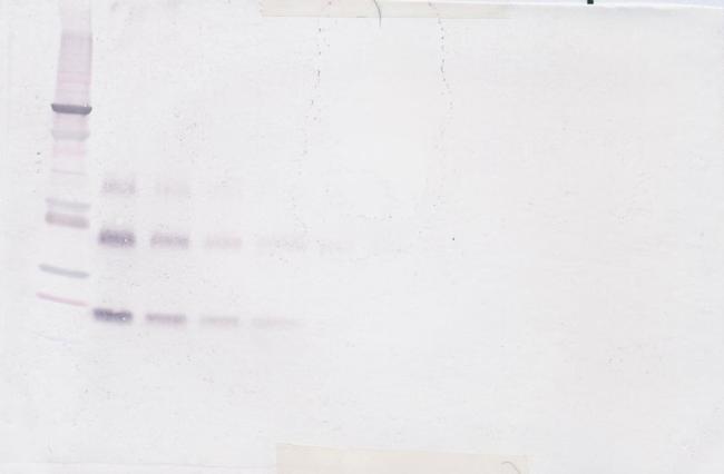 TNFRSF11B Antibody in Western Blot (WB)