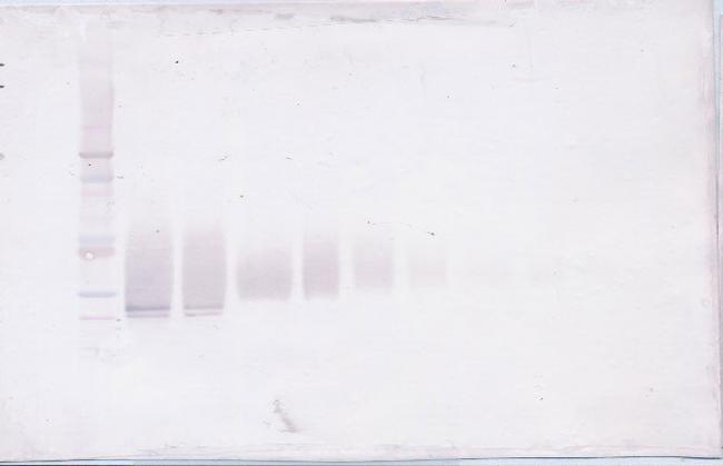 FGF17 Antibody in Western Blot (WB)