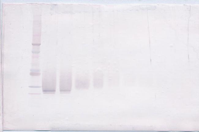 FGF17 Antibody in Western Blot (WB)