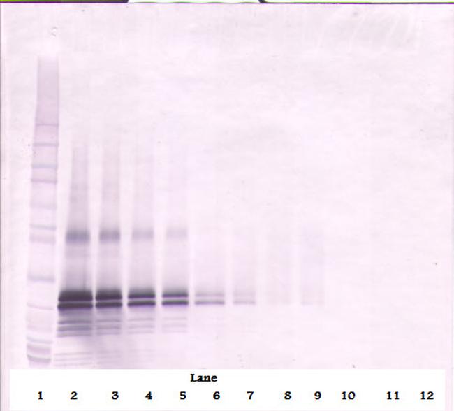 FGF17 Antibody in Western Blot (WB)