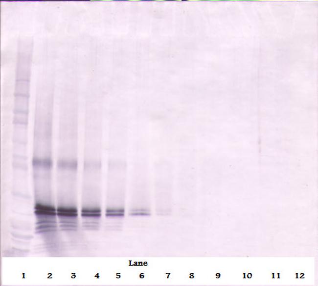 FGF17 Antibody in Western Blot (WB)