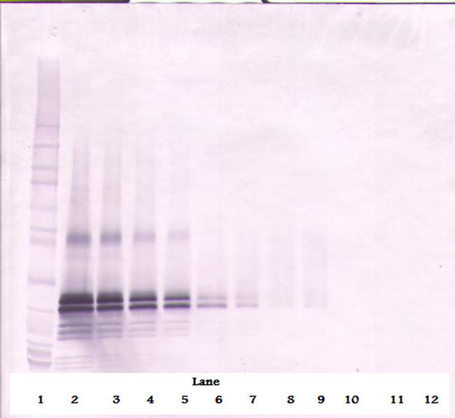 FGF17 Antibody in Western Blot (WB)