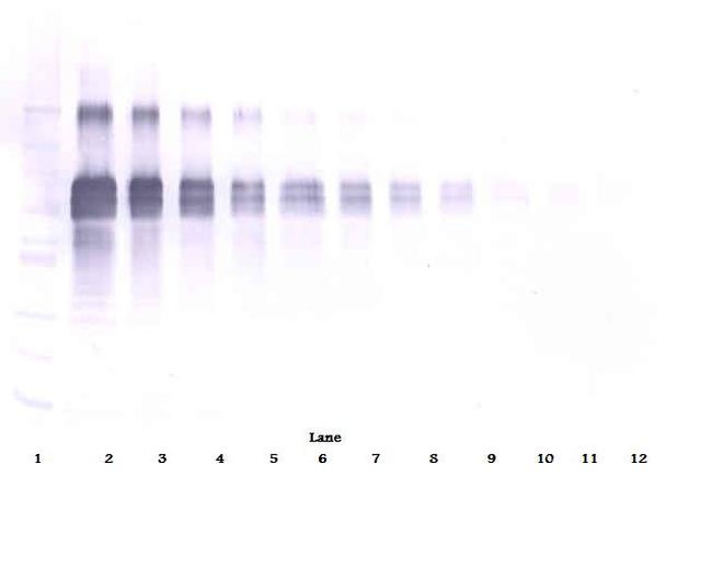 IL-12 p70 Antibody in Western Blot (WB)