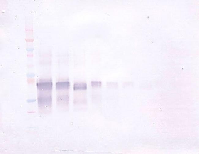 IL-12 p70 Antibody in Western Blot (WB)