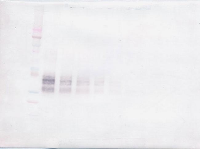 IL-12 p70 Antibody in Western Blot (WB)